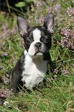 BOSTON TERRIER 080
